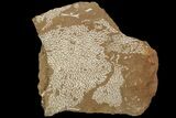 Ordovician Bryozoans (Chasmatopora) Plate - Estonia #89753-1